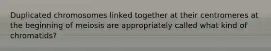 Duplicated chromosomes linked together at their centromeres at the beginning of meiosis are appropriately called what kind of chromatids?