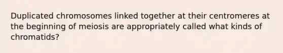 Duplicated chromosomes linked together at their centromeres at the beginning of meiosis are appropriately called what kinds of chromatids?