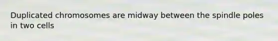 Duplicated chromosomes are midway between the spindle poles in two cells
