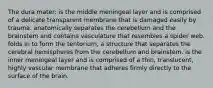 The dura mater: is the middle meningeal layer and is comprised of a delicate transparent membrane that is damaged easily by trauma. anatomically separates the cerebellum and the brainstem and contains vasculature that resembles a spider web. folds in to form the tentorium, a structure that separates the cerebral hemispheres from the cerebellum and brainstem. is the inner meningeal layer and is comprised of a thin, translucent, highly vascular membrane that adheres firmly directly to the surface of the brain.