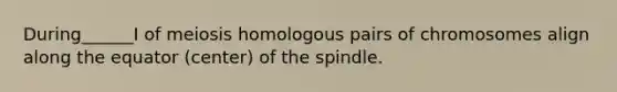 During______I of meiosis homologous pairs of chromosomes align along the equator (center) of the spindle.