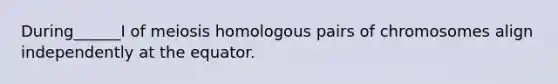 During______I of meiosis homologous pairs of chromosomes align independently at the equator.