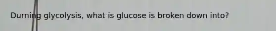 Durning glycolysis, what is glucose is broken down into?