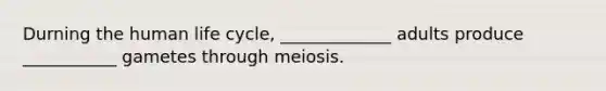 Durning the human life cycle, _____________ adults produce ___________ gametes through meiosis.