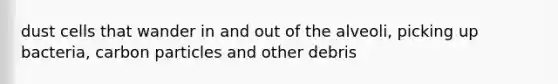 dust cells that wander in and out of the alveoli, picking up bacteria, carbon particles and other debris