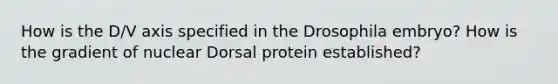 How is the D/V axis specified in the Drosophila embryo? How is the gradient of nuclear Dorsal protein established?