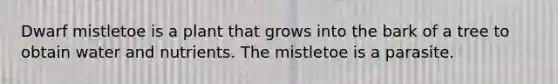 Dwarf mistletoe is a plant that grows into the bark of a tree to obtain water and nutrients. The mistletoe is a parasite.