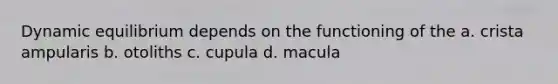 Dynamic equilibrium depends on the functioning of the a. crista ampularis b. otoliths c. cupula d. macula