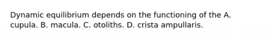 Dynamic equilibrium depends on the functioning of the A. cupula. B. macula. C. otoliths. D. crista ampullaris.