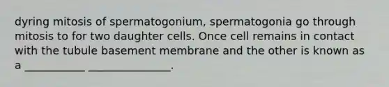 dyring mitosis of spermatogonium, spermatogonia go through mitosis to for two daughter cells. Once cell remains in contact with the tubule basement membrane and the other is known as a ___________ _______________.