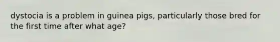 dystocia is a problem in guinea pigs, particularly those bred for the first time after what age?