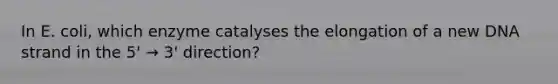 In E. coli, which enzyme catalyses the elongation of a new DNA strand in the 5' → 3' direction?