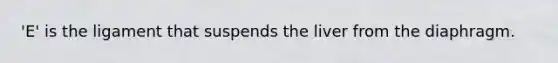 'E' is the ligament that suspends the liver from the diaphragm.