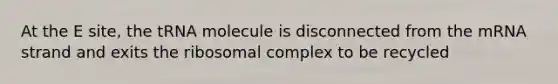 At the E site, the tRNA molecule is disconnected from the mRNA strand and exits the ribosomal complex to be recycled