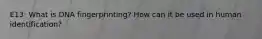 E13: What is DNA fingerprinting? How can it be used in human identification?