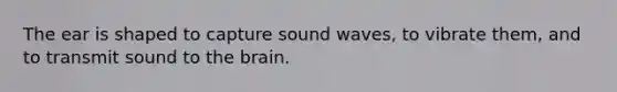 The ear is shaped to capture sound waves, to vibrate them, and to transmit sound to the brain.