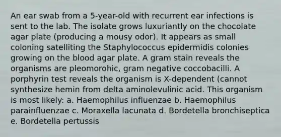 An ear swab from a 5-year-old with recurrent ear infections is sent to the lab. The isolate grows luxuriantly on the chocolate agar plate (producing a mousy odor). It appears as small coloning satelliting the Staphylococcus epidermidis colonies growing on the blood agar plate. A gram stain reveals the organisms are pleomorohic, gram negative coccobacilli. A porphyrin test reveals the organism is X-dependent (cannot synthesize hemin from delta aminolevulinic acid. This organism is most likely: a. Haemophilus influenzae b. Haemophilus parainfluenzae c. Moraxella lacunata d. Bordetella bronchiseptica e. Bordetella pertussis