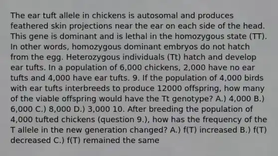 The ear tuft allele in chickens is autosomal and produces feathered skin projections near the ear on each side of the head. This gene is dominant and is lethal in the homozygous state (TT). In other words, homozygous dominant embryos do not hatch from the egg. Heterozygous individuals (Tt) hatch and develop ear tufts. In a population of 6,000 chickens, 2,000 have no ear tufts and 4,000 have ear tufts. 9. If the population of 4,000 birds with ear tufts interbreeds to produce 12000 offspring, how many of the viable offspring would have the Tt genotype? A.) 4,000 B.) 6,000 C.) 8,000 D.) 3,000 10. After breeding the population of 4,000 tufted chickens (question 9.), how has the frequency of the T allele in the new generation changed? A.) f(T) increased B.) f(T) decreased C.) f(T) remained the same