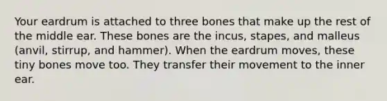 Your eardrum is attached to three bones that make up the rest of the middle ear. These bones are the incus, stapes, and malleus (anvil, stirrup, and hammer). When the eardrum moves, these tiny bones move too. They transfer their movement to the inner ear.