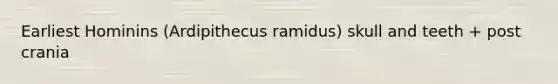 Earliest Hominins (Ardipithecus ramidus) skull and teeth + post crania
