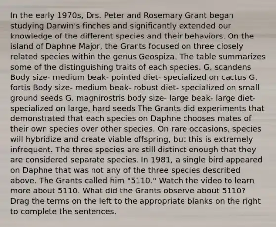 In the early 1970s, Drs. Peter and Rosemary Grant began studying Darwin's finches and significantly extended our knowledge of the different species and their behaviors. On the island of Daphne Major, the Grants focused on three closely related species within the genus Geospiza. The table summarizes some of the distinguishing traits of each species. G. scandens Body size- medium beak- pointed diet- specialized on cactus G. fortis Body size- medium beak- robust diet- specialized on small ground seeds G. magnirostris body size- large beak- large diet- specialized on large, hard seeds The Grants did experiments that demonstrated that each species on Daphne chooses mates of their own species over other species. On rare occasions, species will hybridize and create viable offspring, but this is extremely infrequent. The three species are still distinct enough that they are considered separate species. In 1981, a single bird appeared on Daphne that was not any of the three species described above. The Grants called him "5110." Watch the video to learn more about 5110. What did the Grants observe about 5110? Drag the terms on the left to the appropriate blanks on the right to complete the sentences.