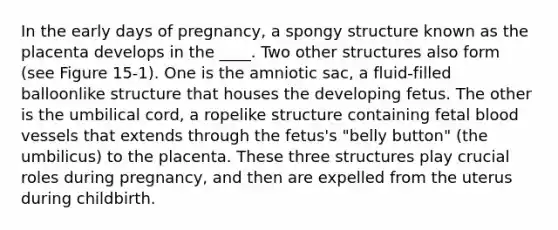 In the early days of pregnancy, a spongy structure known as the placenta develops in the ____. Two other structures also form (see Figure 15-1). One is the amniotic sac, a fluid-filled balloonlike structure that houses the developing fetus. The other is the umbilical cord, a ropelike structure containing fetal blood vessels that extends through the fetus's "belly button" (the umbilicus) to the placenta. These three structures play crucial roles during pregnancy, and then are expelled from the uterus during childbirth.