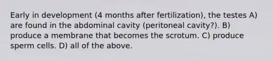 Early in development (4 months after fertilization), the testes A) are found in the abdominal cavity (peritoneal cavity?). B) produce a membrane that becomes the scrotum. C) produce sperm cells. D) all of the above.