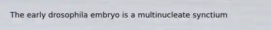 The early drosophila embryo is a multinucleate synctium