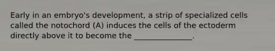 Early in an embryo's development, a strip of specialized cells called the notochord (A) induces the cells of the ectoderm directly above it to become the _______________.