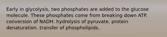 Early in glycolysis, two phosphates are added to the glucose molecule. These phosphates come from breaking down ATP. conversion of NADH. hydrolysis of pyruvate. protein denaturation. transfer of phospholipids.