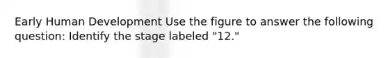Early Human Development Use the figure to answer the following question: Identify the stage labeled "12."