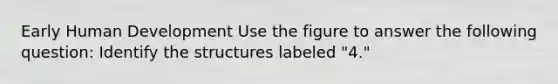 Early Human Development Use the figure to answer the following question: Identify the structures labeled "4."