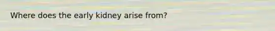 Where does the early kidney arise from?