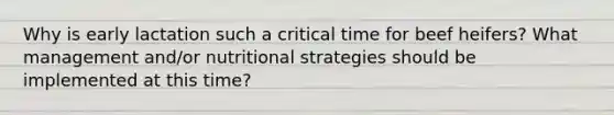 Why is early lactation such a critical time for beef heifers? What management and/or nutritional strategies should be implemented at this time?