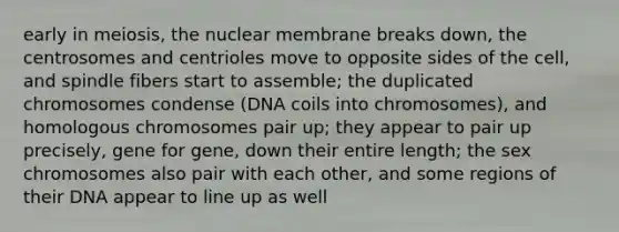 early in meiosis, the nuclear membrane breaks down, the centrosomes and centrioles move to opposite sides of the cell, and spindle fibers start to assemble; the duplicated chromosomes condense (DNA coils into chromosomes), and homologous chromosomes pair up; they appear to pair up precisely, gene for gene, down their entire length; the sex chromosomes also pair with each other, and some regions of their DNA appear to line up as well