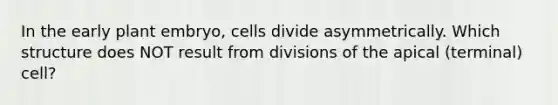 In the early plant embryo, cells divide asymmetrically. Which structure does NOT result from divisions of the apical (terminal) cell?