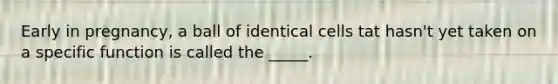 Early in pregnancy, a ball of identical cells tat hasn't yet taken on a specific function is called the _____.