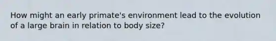 How might an early primate's environment lead to the evolution of a large brain in relation to body size?