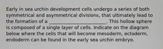 Early in sea urchin development cells undergo a series of both symmetrical and asymmetrical divisions, that ultimately lead to the formation of a _________________________. This hollow sphere is composed of a single layer of cells. Indicate on the diagram below where the cells that will become mesoderm, ectoderm, endoderm can be found in the early sea urchin embryo.