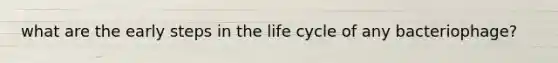 what are the early steps in the life cycle of any bacteriophage?