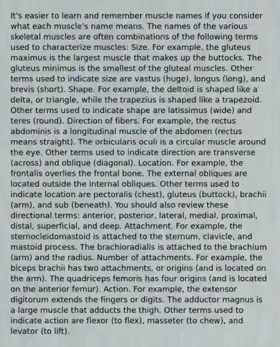 It's easier to learn and remember muscle names if you consider what each muscle's name means. The names of the various skeletal muscles are often combinations of the following terms used to characterize muscles: Size. For example, the gluteus maximus is the largest muscle that makes up the buttocks. The gluteus minimus is the smallest of the gluteal muscles. Other terms used to indicate size are vastus (huge), longus (long), and brevis (short). Shape. For example, the deltoid is shaped like a delta, or triangle, while the trapezius is shaped like a trapezoid. Other terms used to indicate shape are latissimus (wide) and teres (round). Direction of fibers. For example, the rectus abdominis is a longitudinal muscle of the abdomen (rectus means straight). The orbicularis oculi is a circular muscle around the eye. Other terms used to indicate direction are transverse (across) and oblique (diagonal). Location. For example, the frontalis overlies the frontal bone. The external obliques are located outside the internal obliques. Other terms used to indicate location are pectoralis (chest), gluteus (buttock), brachii (arm), and sub (beneath). You should also review these directional terms: anterior, posterior, lateral, medial, proximal, distal, superficial, and deep. Attachment. For example, the sternocleidomastoid is attached to the sternum, clavicle, and mastoid process. The brachioradialis is attached to the brachium (arm) and the radius. Number of attachments. For example, the biceps brachii has two attachments, or origins (and is located on the arm). The quadriceps femoris has four origins (and is located on the anterior femur). Action. For example, the extensor digitorum extends the fingers or digits. The adductor magnus is a large muscle that adducts the thigh. Other terms used to indicate action are flexor (to flex), masseter (to chew), and levator (to lift).