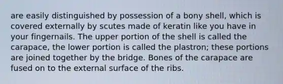 are easily distinguished by possession of a bony shell, which is covered externally by scutes made of keratin like you have in your fingernails. The upper portion of the shell is called the carapace, the lower portion is called the plastron; these portions are joined together by the bridge. Bones of the carapace are fused on to the external surface of the ribs.