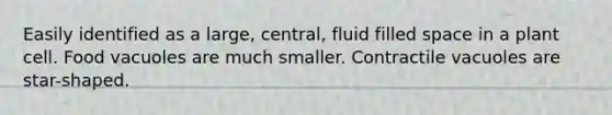 Easily identified as a large, central, fluid filled space in a plant cell. Food vacuoles are much smaller. Contractile vacuoles are star-shaped.