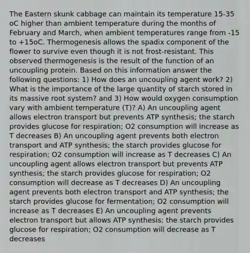 The Eastern skunk cabbage can maintain its temperature 15-35 oC higher than ambient temperature during the months of February and March, when ambient temperatures range from -15 to +15oC. Thermogenesis allows the spadix component of the flower to survive even though it is not frost-resistant. This observed thermogenesis is the result of the function of an uncoupling protein. Based on this information answer the following questions: 1) How does an uncoupling agent work? 2) What is the importance of the large quantity of starch stored in its massive root system? and 3) How would oxygen consumption vary with ambient temperature (T)? A) An uncoupling agent allows electron transport but prevents ATP synthesis; the starch provides glucose for respiration; O2 consumption will increase as T decreases B) An uncoupling agent prevents both electron transport and ATP synthesis; the starch provides glucose for respiration; O2 consumption will increase as T decreases C) An uncoupling agent allows electron transport but prevents ATP synthesis; the starch provides glucose for respiration; O2 consumption will decrease as T decreases D) An uncoupling agent prevents both electron transport and ATP synthesis; the starch provides glucose for fermentation; O2 consumption will increase as T decreases E) An uncoupling agent prevents electron transport but allows ATP synthesis; the starch provides glucose for respiration; O2 consumption will decrease as T decreases
