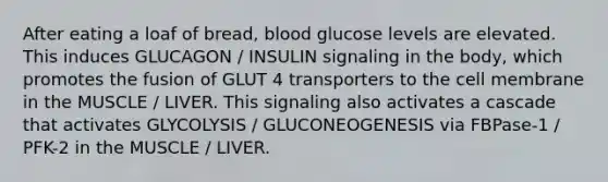 After eating a loaf of bread, blood glucose levels are elevated. This induces GLUCAGON / INSULIN signaling in the body, which promotes the fusion of GLUT 4 transporters to the cell membrane in the MUSCLE / LIVER. This signaling also activates a cascade that activates GLYCOLYSIS / GLUCONEOGENESIS via FBPase-1 / PFK-2 in the MUSCLE / LIVER.