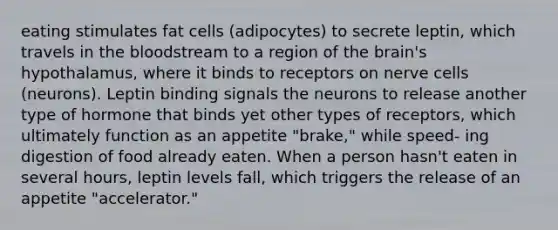 eating stimulates fat cells (adipocytes) to secrete leptin, which travels in the bloodstream to a region of the brain's hypothalamus, where it binds to receptors on nerve cells (neurons). Leptin binding signals the neurons to release another type of hormone that binds yet other types of receptors, which ultimately function as an appetite "brake," while speed- ing digestion of food already eaten. When a person hasn't eaten in several hours, leptin levels fall, which triggers the release of an appetite "accelerator."