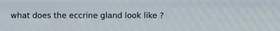 what does the eccrine gland look like ?