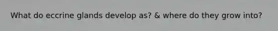 What do eccrine glands develop as? & where do they grow into?