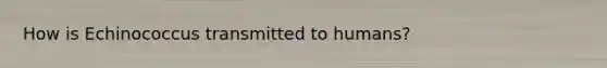 How is Echinococcus transmitted to humans?
