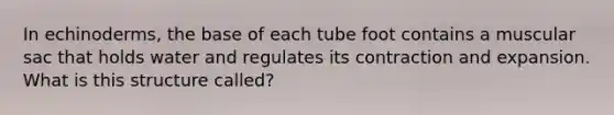 In echinoderms, the base of each tube foot contains a muscular sac that holds water and regulates its contraction and expansion. What is this structure called?